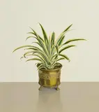 Comhghall Casey, Pineapple Plant
