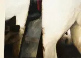 John Shinnors, Three Cats, oil on canvas