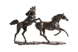 Siobhan Bulfin, Arabian Stallions