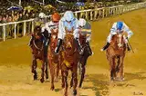 Ivan Sutton, Honeysuckle with Rachel Blackmore Winning at Leopardstown, oil on canvas board