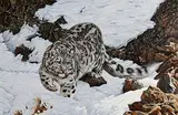 Snow Leopard by Steve Burgess Canadian, oil on board, sold Mar 2023