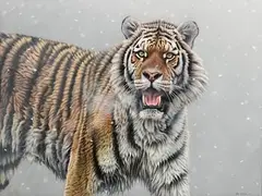 Eric Wilson, Siberian Tiger, 2007, oil on board
