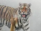 Eric Wilson, Siberian Tiger, 2007, oil on board
