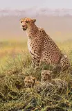 Alan M. Hunt, Proud Mom