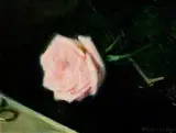 Thomas Ryan, The Anniversary Rose