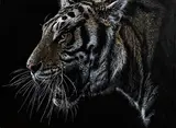 Mark Evans, Tiger, etching on leather