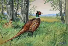 Julian Friers, Pheasant in Woodland, oil on board
