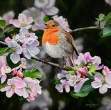 Steve Burgess Canadian, Morning Song