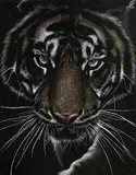 Mark Evans, Tiger, unique etching on leather