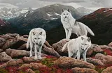 Steve Burgess Canadian, Wolf Pack