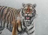 Eric Wilson, Siberian Tiger, 2007, oil on board