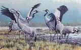 Justin Prigmore -1974, Crane Dance, oil on canvas