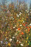 Kenneth Webb, Poppies in a Meadow, oil on canvas