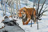 Steve Burgess Canadian, Siberian Tiger