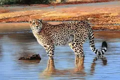 At the Watering Hole by Pip McGarry, 2017, oil on canvas, offered Apr 2022