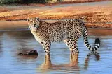 Pip McGarry, At the Watering Hole, 2017, oil on canvas