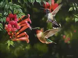 Steve Burgess Canadian, Jewels of Summer