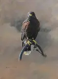 Alan M. Hunt, Harris Hawk