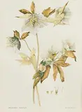 Wendy F. Walsh, Helleborus Orientalis, 1976, watercolour on paper