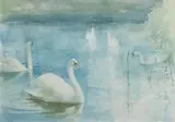 Tom Carr, Swans on the Lagan, watercolour on paper