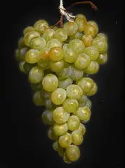 Conor Walton, Bunch of Grapes, 2006, oil on linen