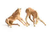 Colm J. Brennan, Twin Foals, unique bronze