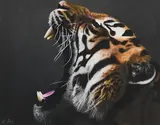 Darren Baker, Tiger, pastel