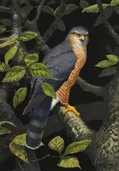 Julian Friers, Falcon, oil on board
