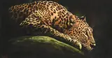 Darren Baker, Leopard, pastel