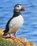 Steve Burgess Canadian, Puffin
