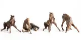 Colm J. Brennan, Frolicking Foals
