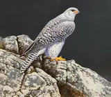 David Ord Kerr, Goshawk, oil on board