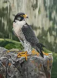 Steve Burgess Canadian, Goshawk