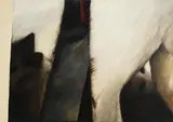 Three Cats by John Shinnors, oil on canvas, offered Nov 2020