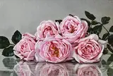 Mark O'Neill, Clonegal Pinks