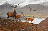 Steve Burgess Canadian, A Highland Gathering