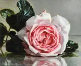 Mark O'Neill, Pink Reflection