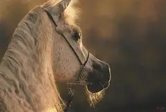 Darren Baker, Horse, pastel on paper