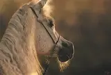 Darren Baker, Horse, pastel on paper
