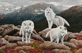 Wolf Pack by Steve Burgess Canadian, oil on board, sold Jul 2020