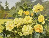 Geraldine M. O'Brien, Roses