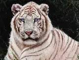 Pip McGarry, Siberian Tiger, 2014, oil on canvas