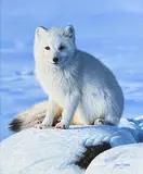 Steve Burgess Canadian, Artic Fox