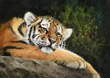 Pip McGarry, Restful Tiger, 2015, oil on canvas