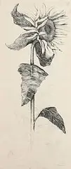 Ruth Demin, Sunflower, charcoal on linen