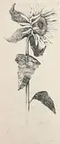 Ruth Demin, Sunflower, charcoal on linen