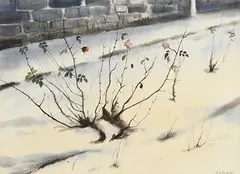 James Hall Flack, Winter Rose, watercolour