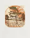Brian Bourke Hrha Irish, Scots Pine on Limestone