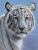 Pip McGarry, Siberian Tiger