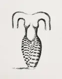 Stephen Cox, Torso 3, 1989, lithograph - artist's proof aside from an edition of 55